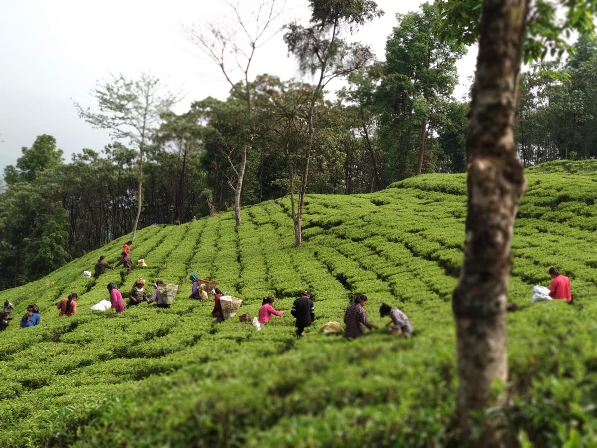 Nepal Village Homestay Scenic View