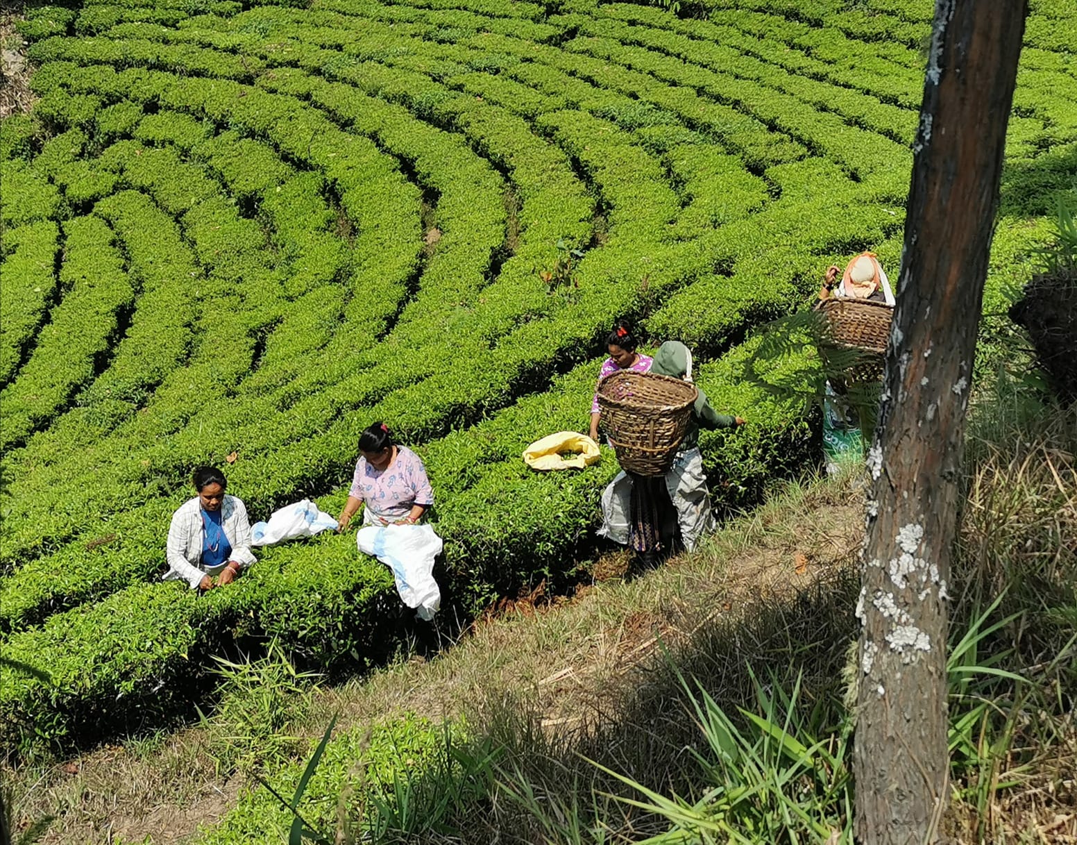 Tea Garden Visit